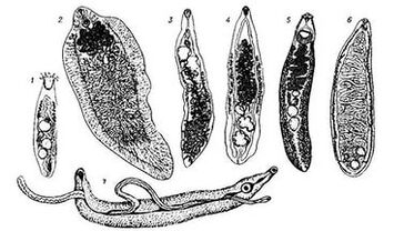 Trematoden (flache Würmer)
