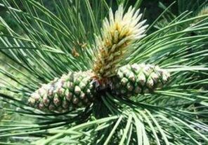 Kiefer, um den Körper von Parasiten zu reinigen