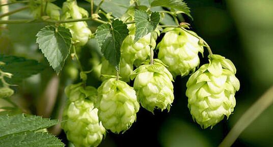 Hopfen ist ein Heilmittel gegen Parasiten